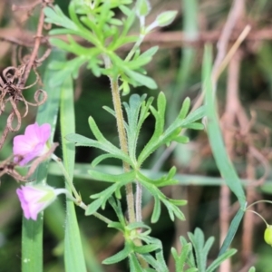 Geranium retrorsum at Wodonga, VIC - 9 Oct 2022 09:03 AM