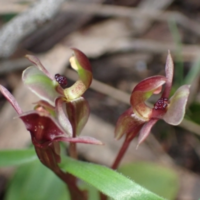 Chiloglottis trapeziformis (Diamond Ant Orchid) at Mount Jerrabomberra - 8 Oct 2022 by AnneG1