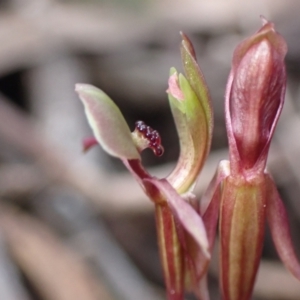 Chiloglottis trapeziformis at Jerrabomberra, NSW - suppressed