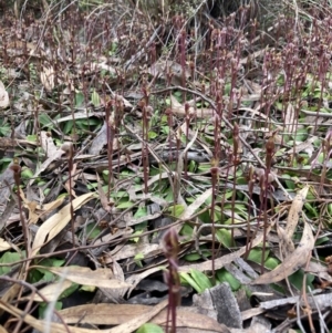 Chiloglottis trapeziformis at Jerrabomberra, NSW - suppressed