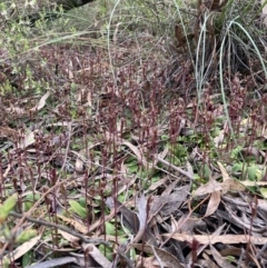 Chiloglottis trapeziformis at Jerrabomberra, NSW - suppressed