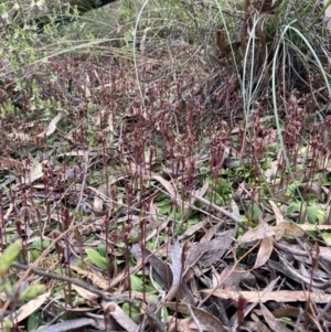 Chiloglottis trapeziformis at Jerrabomberra, NSW - suppressed