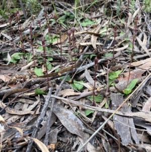 Chiloglottis trapeziformis at Jerrabomberra, NSW - suppressed