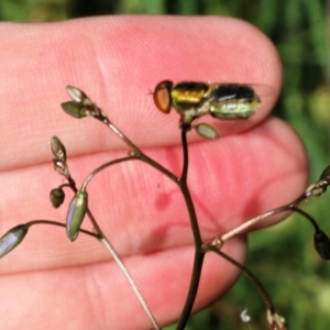 Odontomyia hunteri at Wodonga, VIC - 9 Oct 2022 09:04 AM