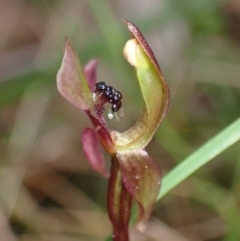 Chiloglottis trapeziformis (Diamond Ant Orchid) at QPRC LGA - 8 Oct 2022 by AnneG1