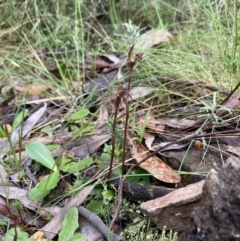 Chiloglottis trapeziformis at Jerrabomberra, NSW - 8 Oct 2022