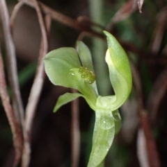 Chiloglottis trapeziformis (Diamond Ant Orchid) at Mount Jerrabomberra QP - 8 Oct 2022 by AnneG1
