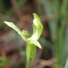 Chiloglottis trapeziformis at Jerrabomberra, NSW - suppressed