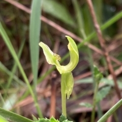 Chiloglottis trapeziformis at Jerrabomberra, NSW - suppressed