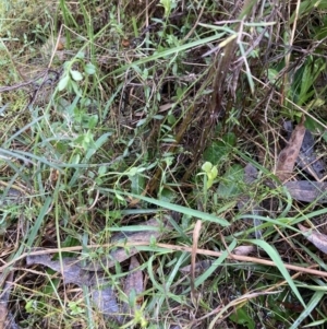 Chiloglottis trapeziformis at Jerrabomberra, NSW - suppressed