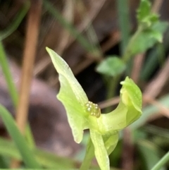 Chiloglottis trapeziformis at Jerrabomberra, NSW - suppressed