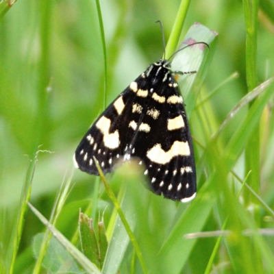 Phalaenoides tristifica (Willow-herb Day-moth) at Throsby, ACT - 9 Oct 2022 by davobj