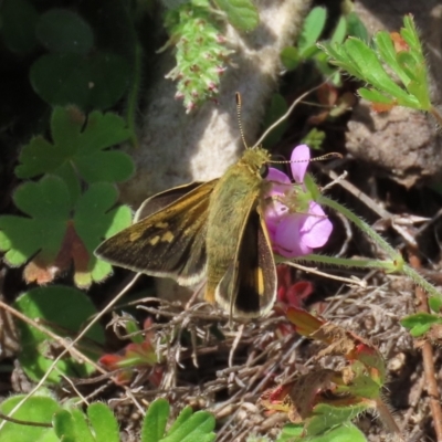 Trapezites luteus (Yellow Ochre, Rare White-spot Skipper) at Theodore, ACT - 2 Oct 2022 by owenh