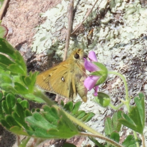 Trapezites luteus at Theodore, ACT - 2 Oct 2022 11:45 AM