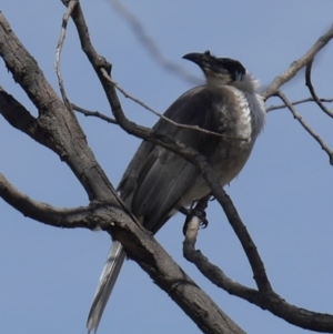 Philemon corniculatus at Forde, ACT - 3 Oct 2022