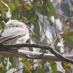 Philemon corniculatus (Noisy Friarbird) at Mulligans Flat - 3 Oct 2022 by mbmiyagi