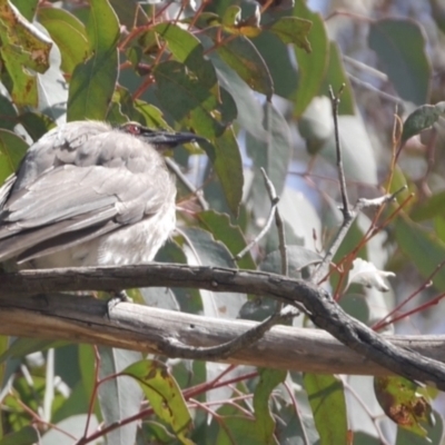 Philemon corniculatus (Noisy Friarbird) at Mulligans Flat - 3 Oct 2022 by mbmiyagi