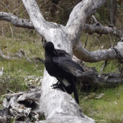 Corcorax melanorhamphos (White-winged Chough) at Mulligans Flat - 3 Oct 2022 by mbmiyagi