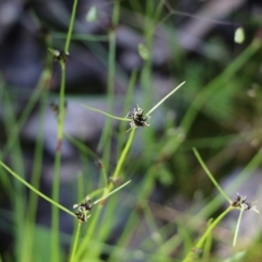 Schoenus apogon (Common Bog Sedge) at Wodonga, VIC - 8 Oct 2022 by KylieWaldon