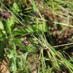 Schoenus apogon (Common Bog Sedge) at Wodonga, VIC - 9 Oct 2022 by KylieWaldon