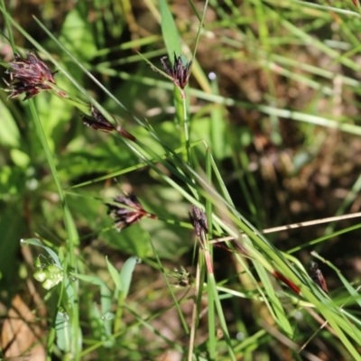 Schoenus apogon (Common Bog Sedge) at Jack Perry Reserve - 8 Oct 2022 by KylieWaldon