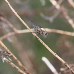 Unidentified True fly (Diptera) at Wodonga - 8 Oct 2022 by KylieWaldon