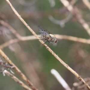 Helina sp. (genus) at Wodonga, VIC - 9 Oct 2022 09:14 AM