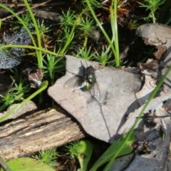 Unidentified True fly (Diptera) at Wodonga - 8 Oct 2022 by KylieWaldon
