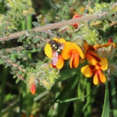 Calliphoridae (family) at Wodonga, VIC - 9 Oct 2022