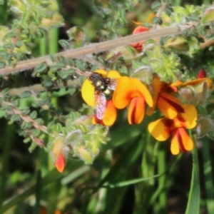 Calliphoridae (family) at Wodonga, VIC - 9 Oct 2022