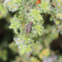 Helina sp. (genus) (Muscid fly) at Wodonga - 8 Oct 2022 by KylieWaldon