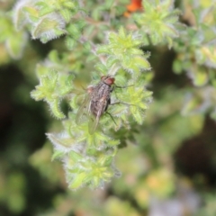 Helina sp. (genus) (Muscid fly) at Wodonga, VIC - 9 Oct 2022 by KylieWaldon