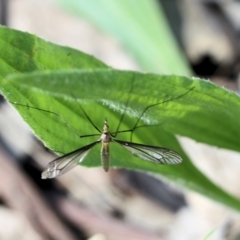 Geranomyia sp. (genus) (A limoniid crane fly) at Wodonga - 8 Oct 2022 by KylieWaldon