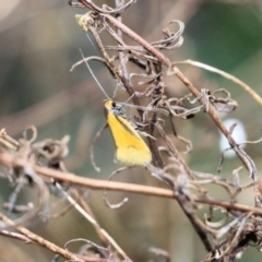 Unidentified Moth (Lepidoptera) at Jack Perry Reserve - 8 Oct 2022 by KylieWaldon