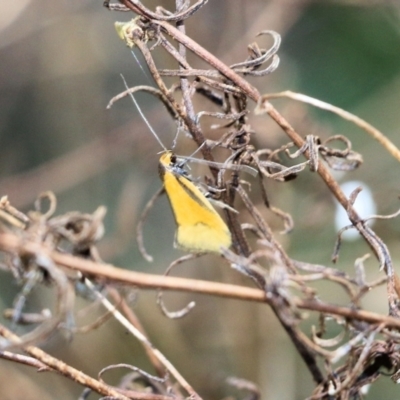 Unidentified Moth (Lepidoptera) at Wodonga, VIC - 8 Oct 2022 by KylieWaldon