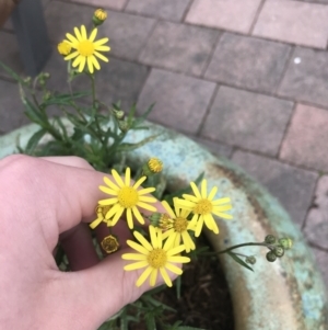 Senecio madagascariensis at Braddon, ACT - 10 Sep 2022 02:18 PM