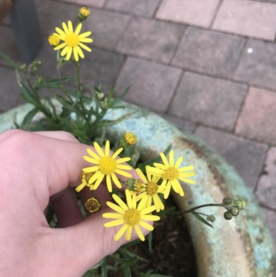 Senecio madagascariensis (Madagascan Fireweed, Fireweed) at City Renewal Authority Area - 10 Sep 2022 by Tapirlord