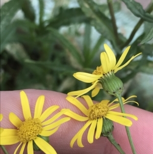 Senecio madagascariensis at Braddon, ACT - 10 Sep 2022 02:18 PM