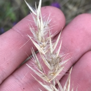 Rytidosperma fulvum at Acton, ACT - 4 Sep 2022 01:56 PM