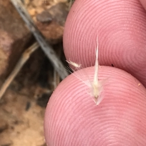 Rytidosperma fulvum at Acton, ACT - 4 Sep 2022