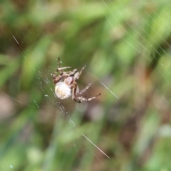 Araneus hamiltoni (Hamilton's Orb Weaver) at Jack Perry Reserve - 8 Oct 2022 by KylieWaldon