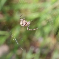 Araneus hamiltoni at Wodonga, VIC - 9 Oct 2022 09:00 AM