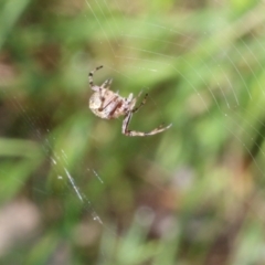 Araneus hamiltoni at Wodonga, VIC - 9 Oct 2022