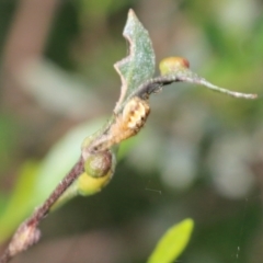 Araneus hamiltoni at Wodonga, VIC - 9 Oct 2022