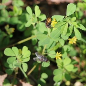 Trifolium dubium at Wodonga, VIC - 9 Oct 2022 09:46 AM