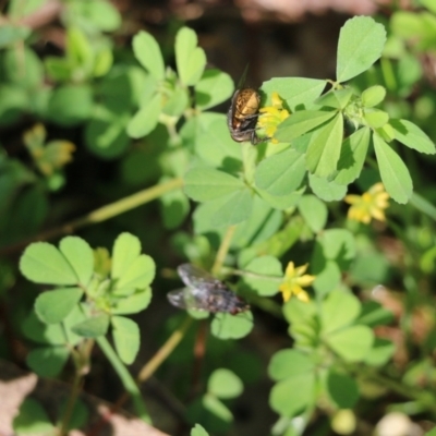 Trifolium dubium (Yellow Suckling Clover) at Wodonga, VIC - 8 Oct 2022 by KylieWaldon