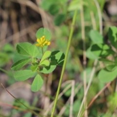 Trifolium dubium at Wodonga, VIC - 9 Oct 2022