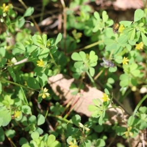 Trifolium dubium at Wodonga, VIC - 9 Oct 2022