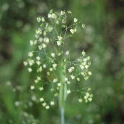 Briza minor (Shivery Grass) at Wodonga, VIC - 8 Oct 2022 by KylieWaldon