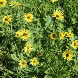 Arctotheca calendula at Wodonga, VIC - 9 Oct 2022 09:49 AM